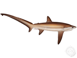 Bigeye Thresher