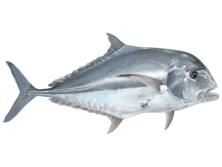 african pompano