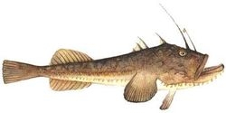 American Angler