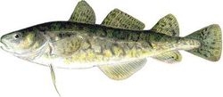 atlantic tomcod