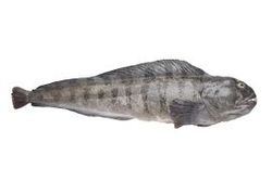 atlantic wolffish