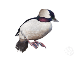 Bufflehead