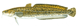 Burbot