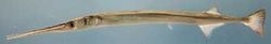 agujon needlefish