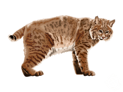Bobcat