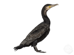 Cormorant