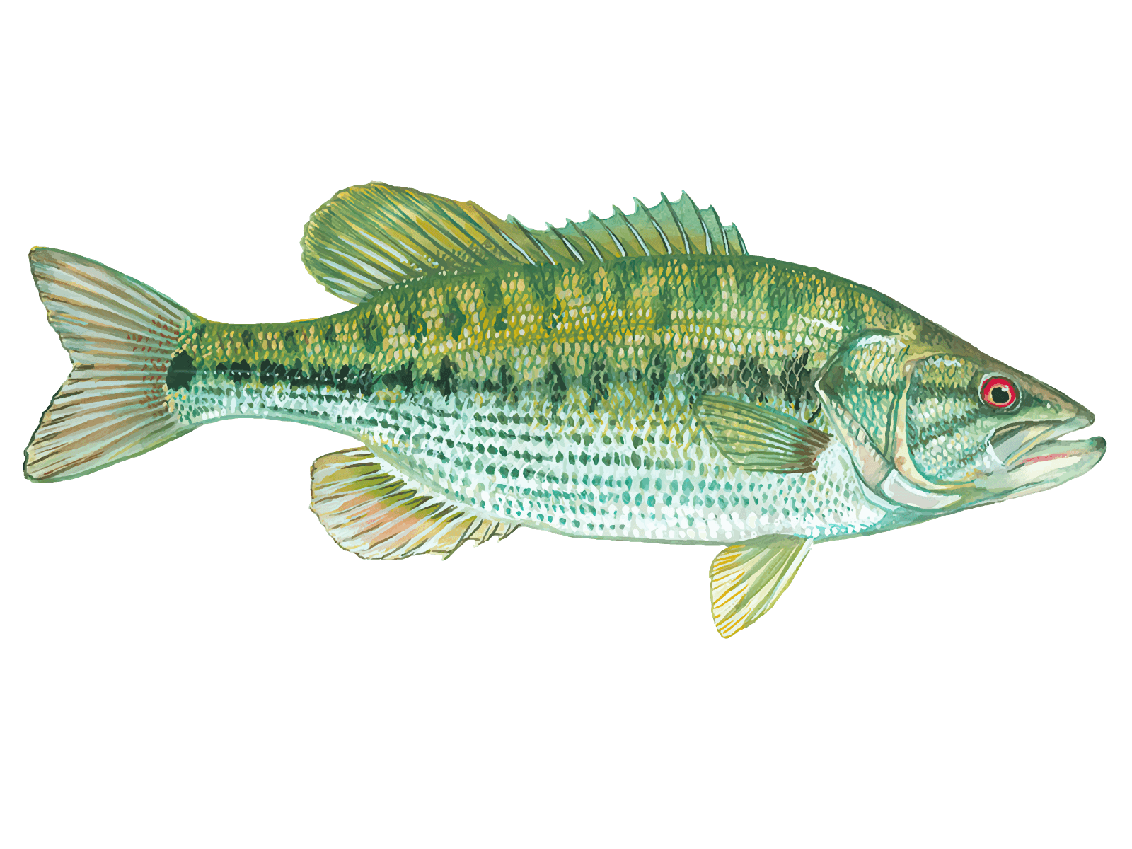 Spotted Bass